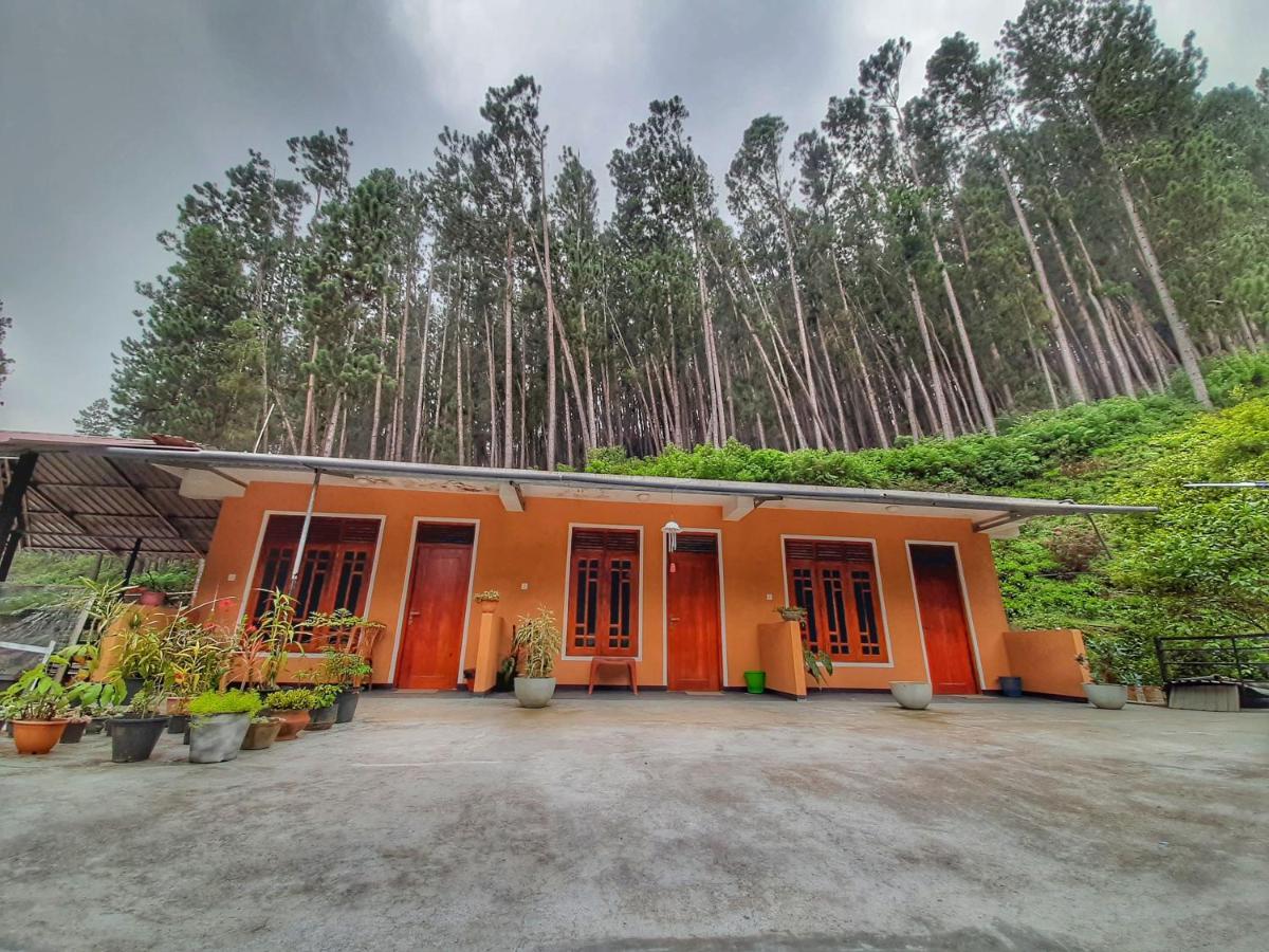 Pine Trees Homestay Nallathanniya Bagian luar foto